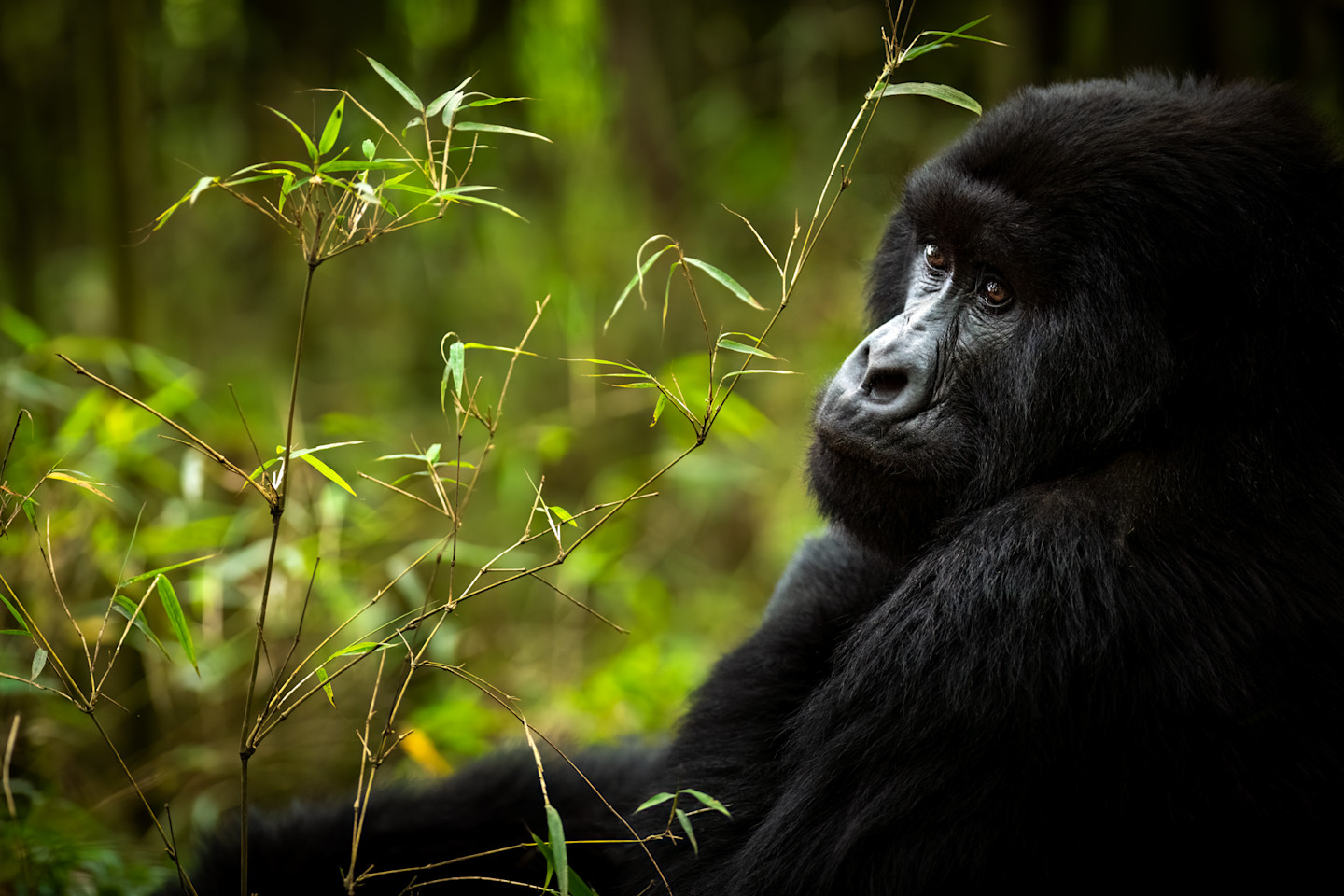 Seven Travel Tips for Gorilla Trekking Safari