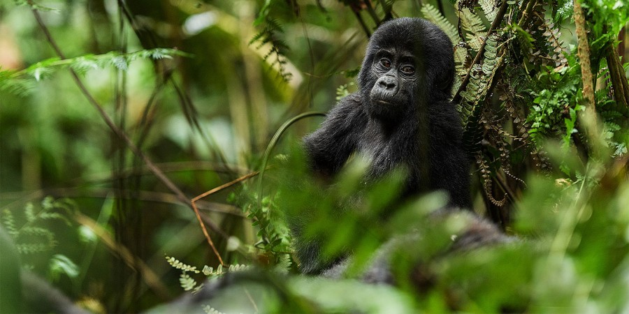 Seven Travel Tips for Gorilla Trekking Safari