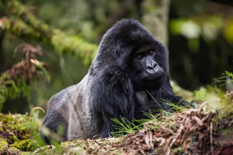 6 Days Uganda Safari