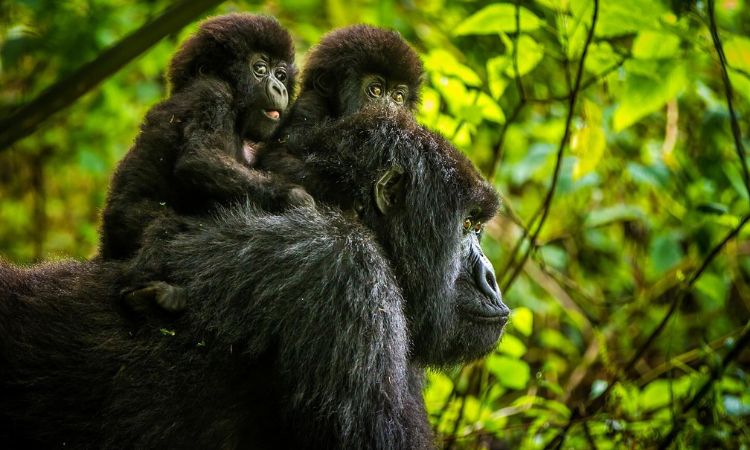 Characteristics of Mountain Gorillas