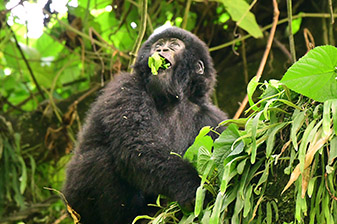 Gorilla Snacking Songs: Humming in the Jungle