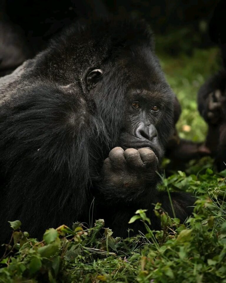 10 Days Uganda Wildlife Safari