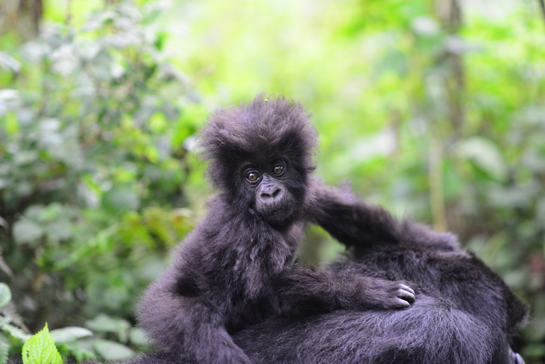 13 Days Mountain Gorillas, Serengeti & Zanzibar Beach