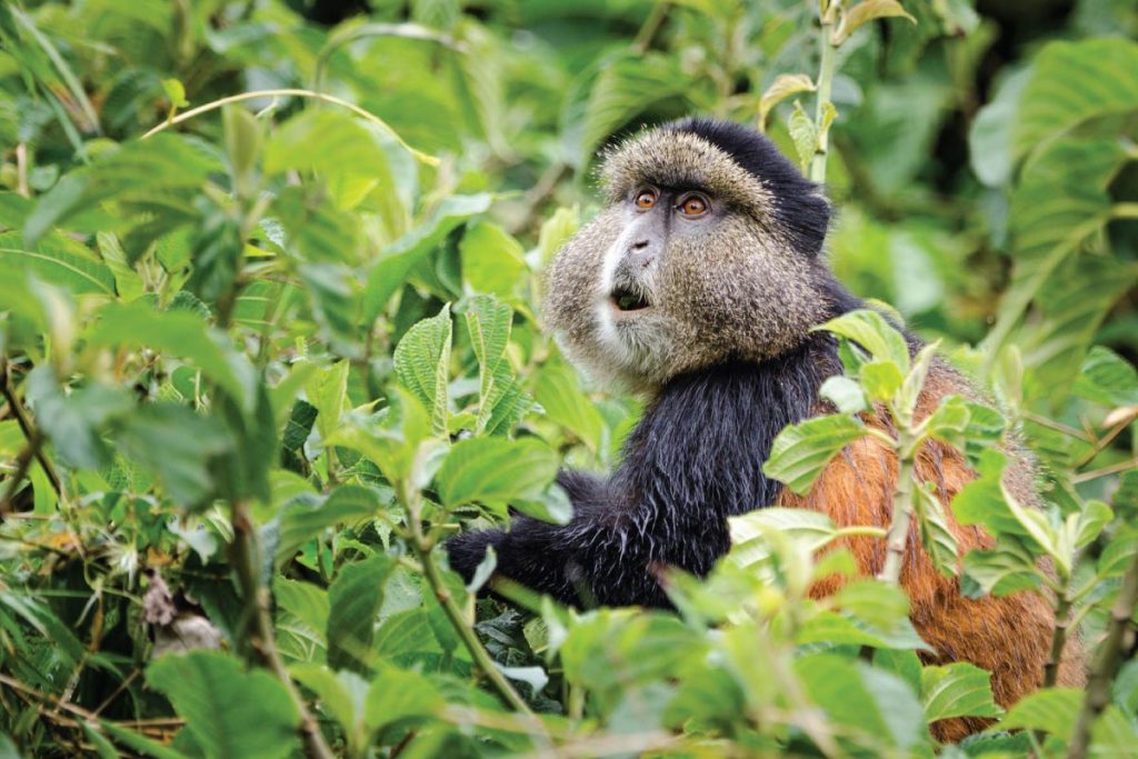 Golden monkey