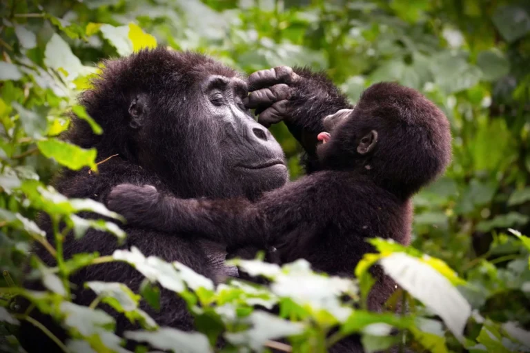 9 Day Uganda Rwanda Safari