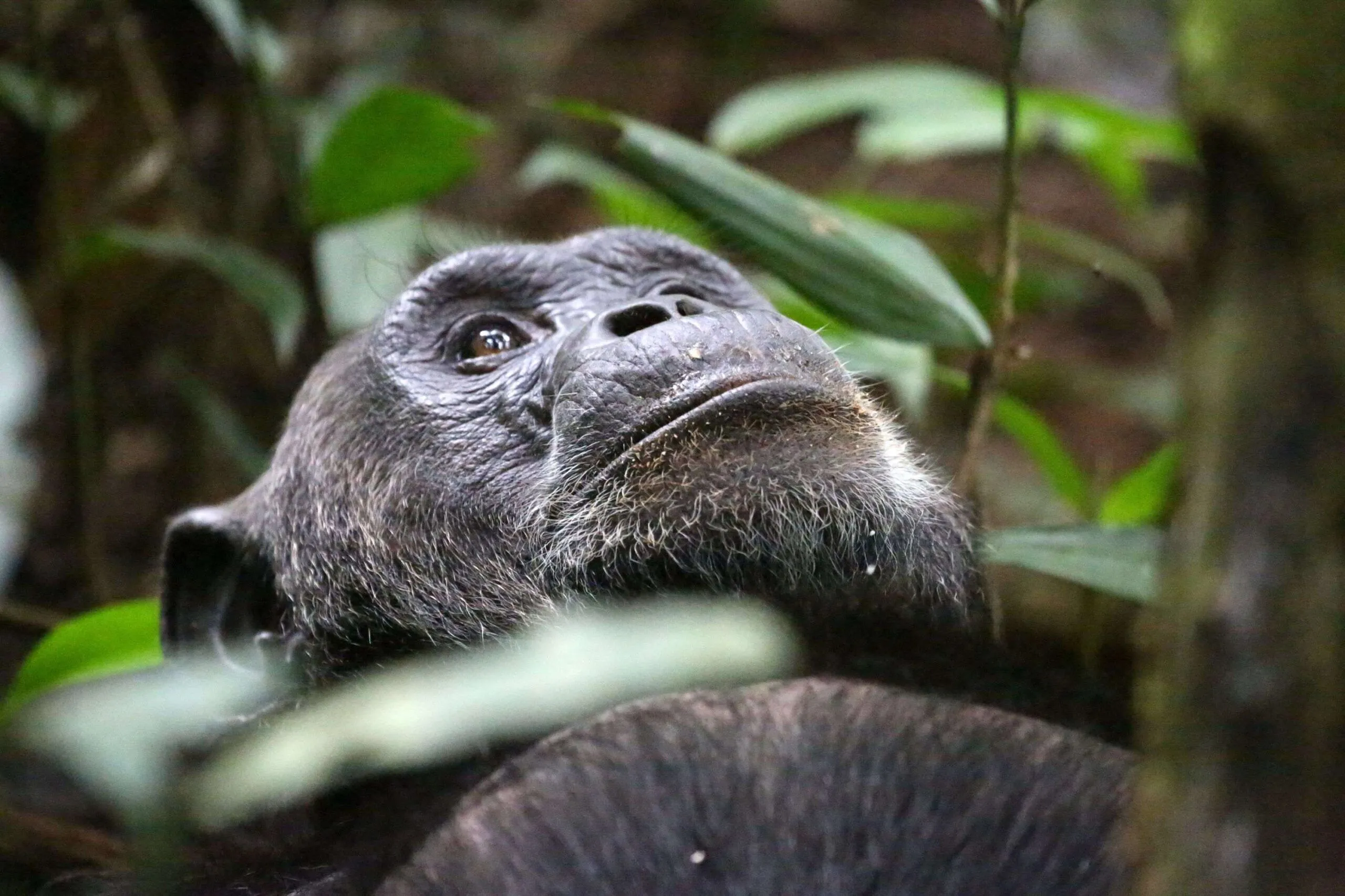 6 Days Primate Adventure