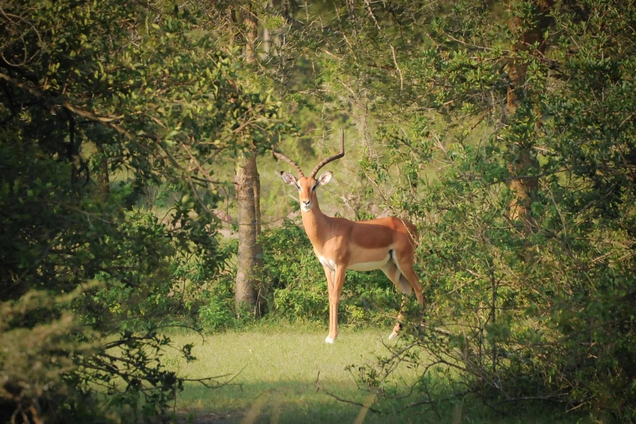 14 Days Uganda – Rwanda Safari