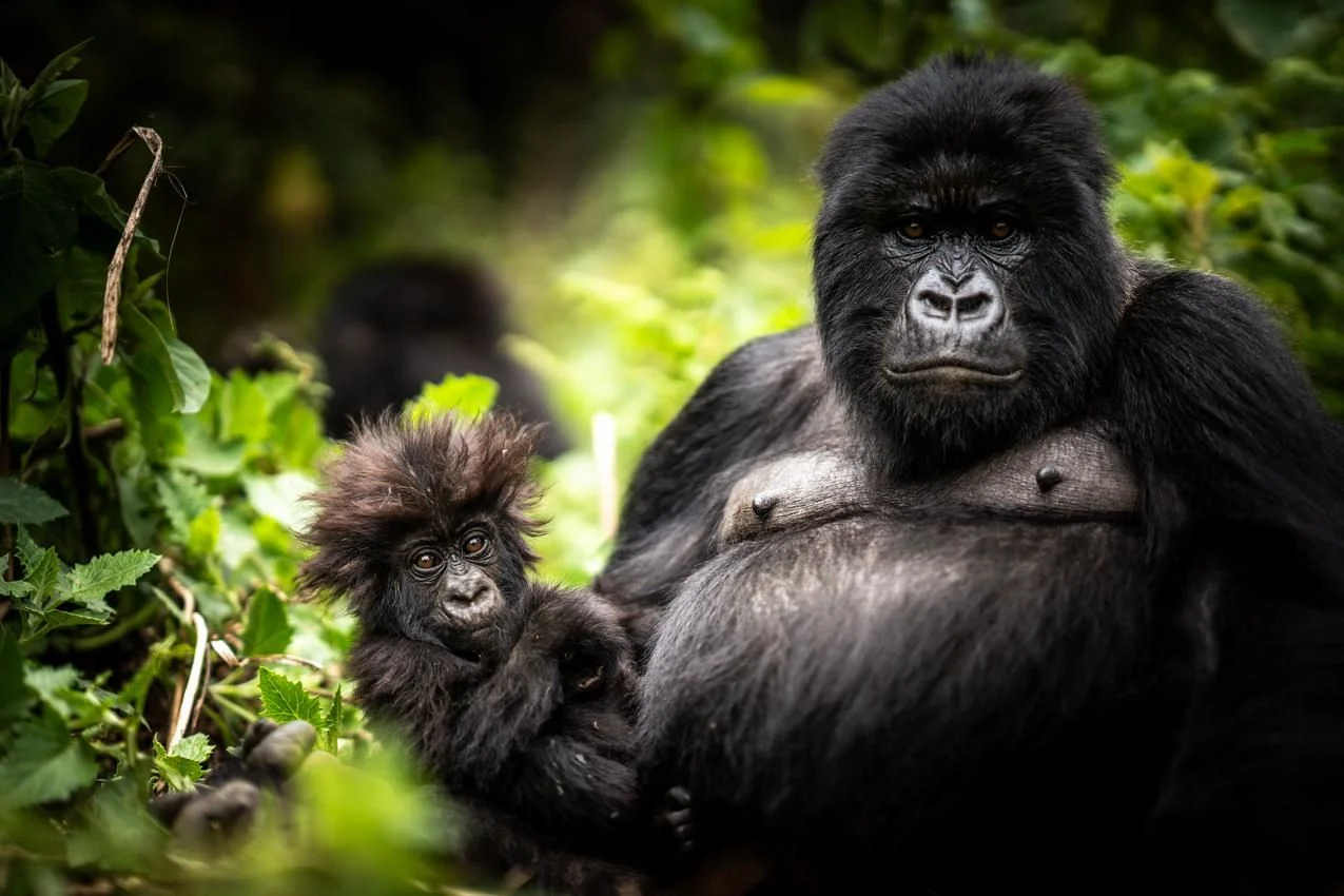 Gorilla Trekking in Rwanda