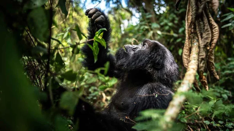 8 Days Uganda Rwanda Safari