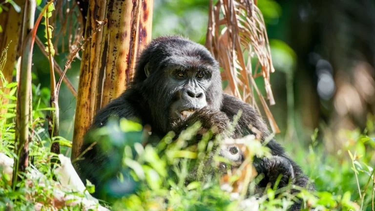 9 Days Remarkable Rwanda & Gorillas of Uganda