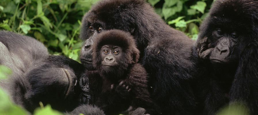 9 Days Remarkable Rwanda & Gorillas of Uganda
