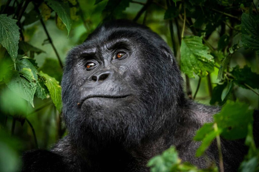 Gorilla Trekking in Uganda