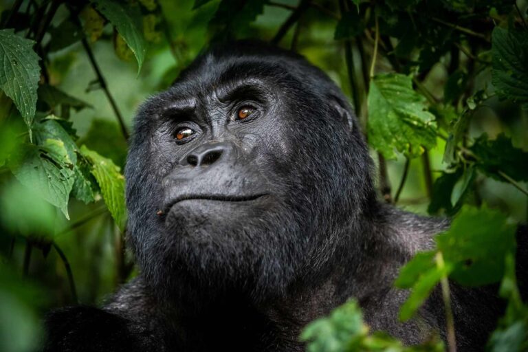 Gorilla Trekking in Uganda
