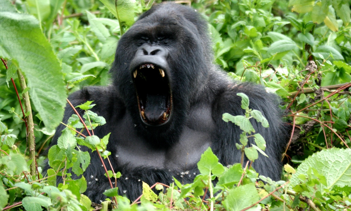 Mountain Gorillas Vs Lowland Gorillas