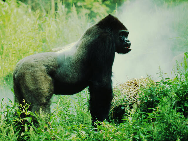  Comparing Mountain Gorillas Vs Eastern Lowland Gorillas