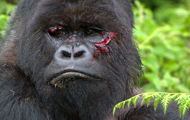 Are Gorillas Aggressive?