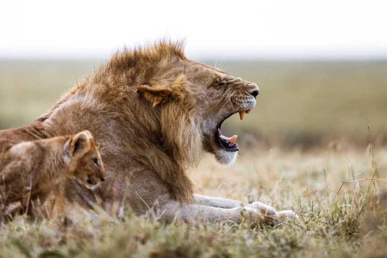 14 Days Uganda – Rwanda Luxury Safari