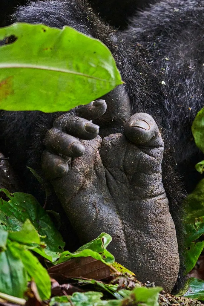 11 Days Gorillas, Masai Mara Safari & Zanzibar Beach Holiday