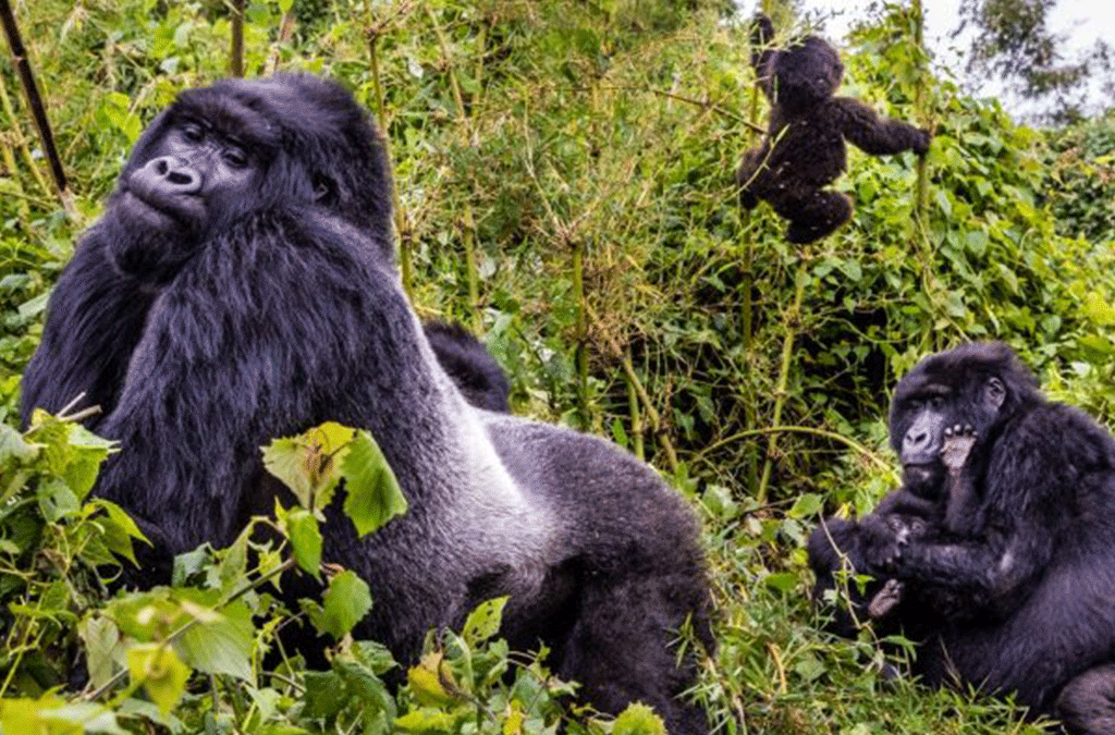 2 Days Gorilla Trekking Rwanda