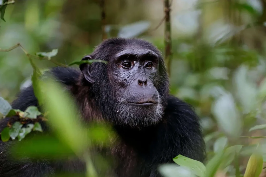 4 Days Nyungwe Forest and Lake Kivu Safari