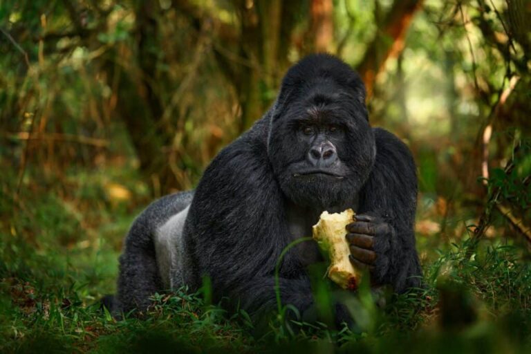 Tips on Combining Gorilla Trekking with a Tanzania Safari