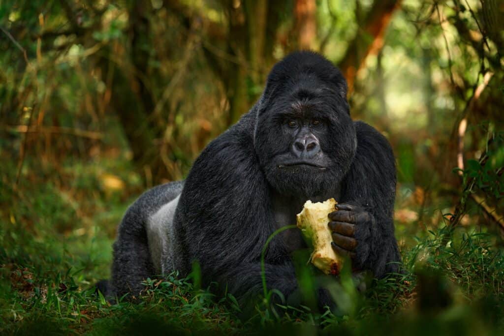 Mountain Gorillas Reproduction and Parenting