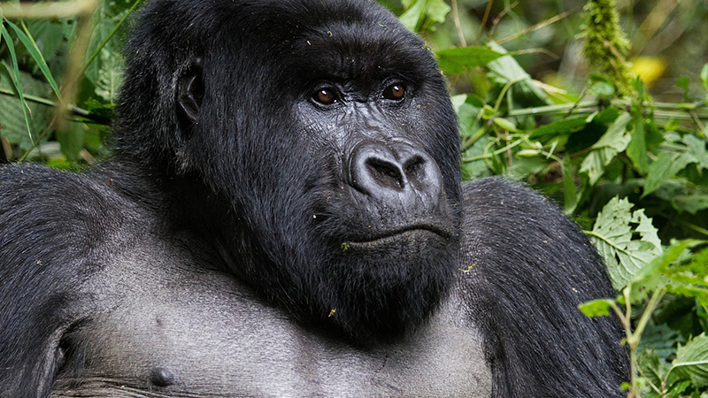 Are Gorillas Aggressive?