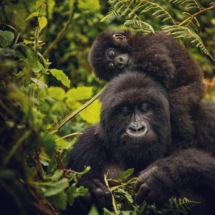 2 Days Gorilla Trekking Rwanda