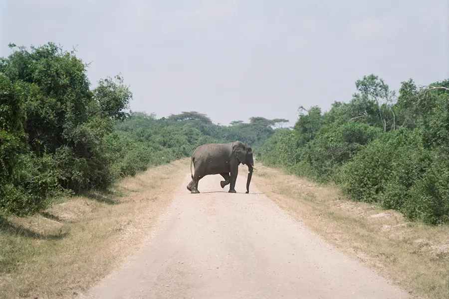 4 Days Uganda Safari