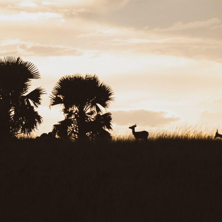 11 Days Kenya and Tanzania safari