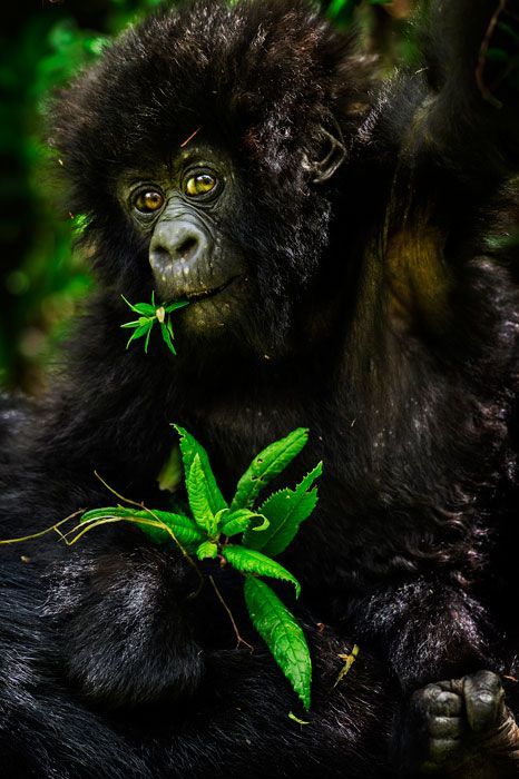 Top National Parks and Reserves to Visit in Uganda