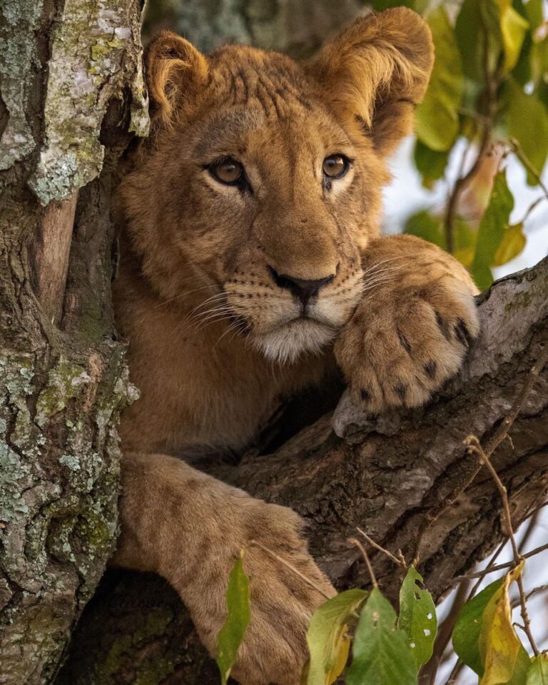 11 Days Uganda Safari