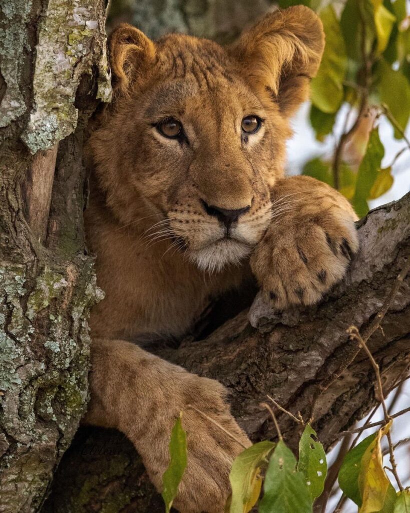 11 Days Uganda Safari