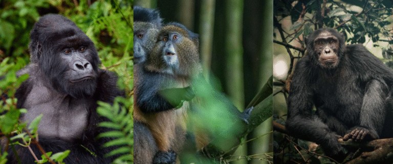 6 Days Primate Adventure