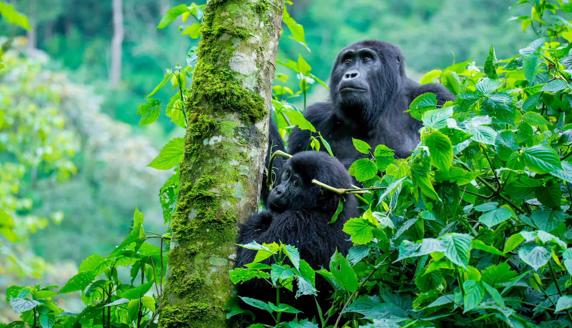 How To Get to Bwindi Impenetrable National Park