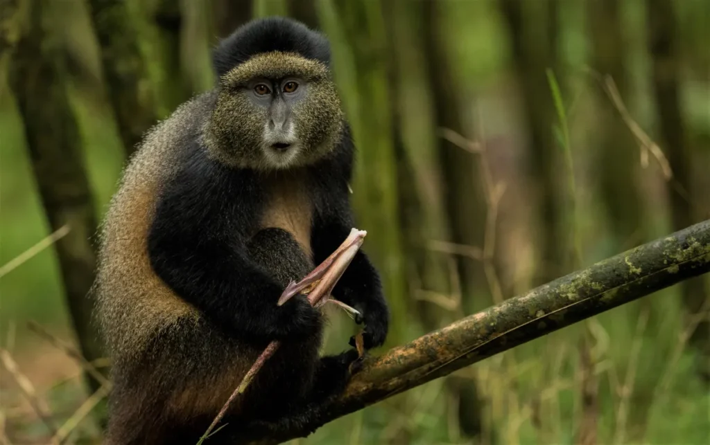 Mgahinga Gorilla National Park