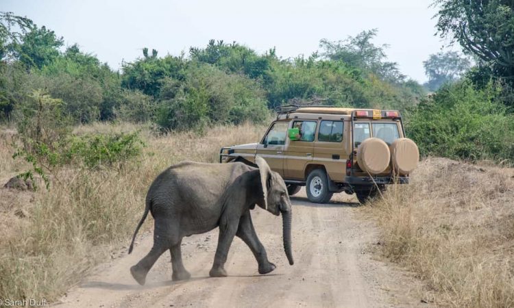10 Reasons to Visit Murchison Falls National Park