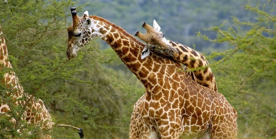 What is a Safari Game Drive?