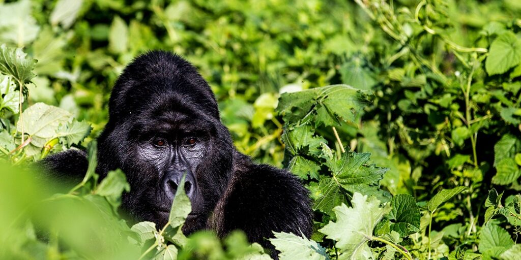 11 Days Bwindi Gorilla Tanzania Safari and Zanzibar Holiday