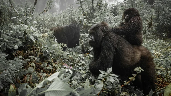 History of Bwindi Impenetrable National Park