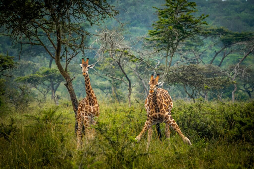 10 Reasons to Visit Murchison Falls National Park