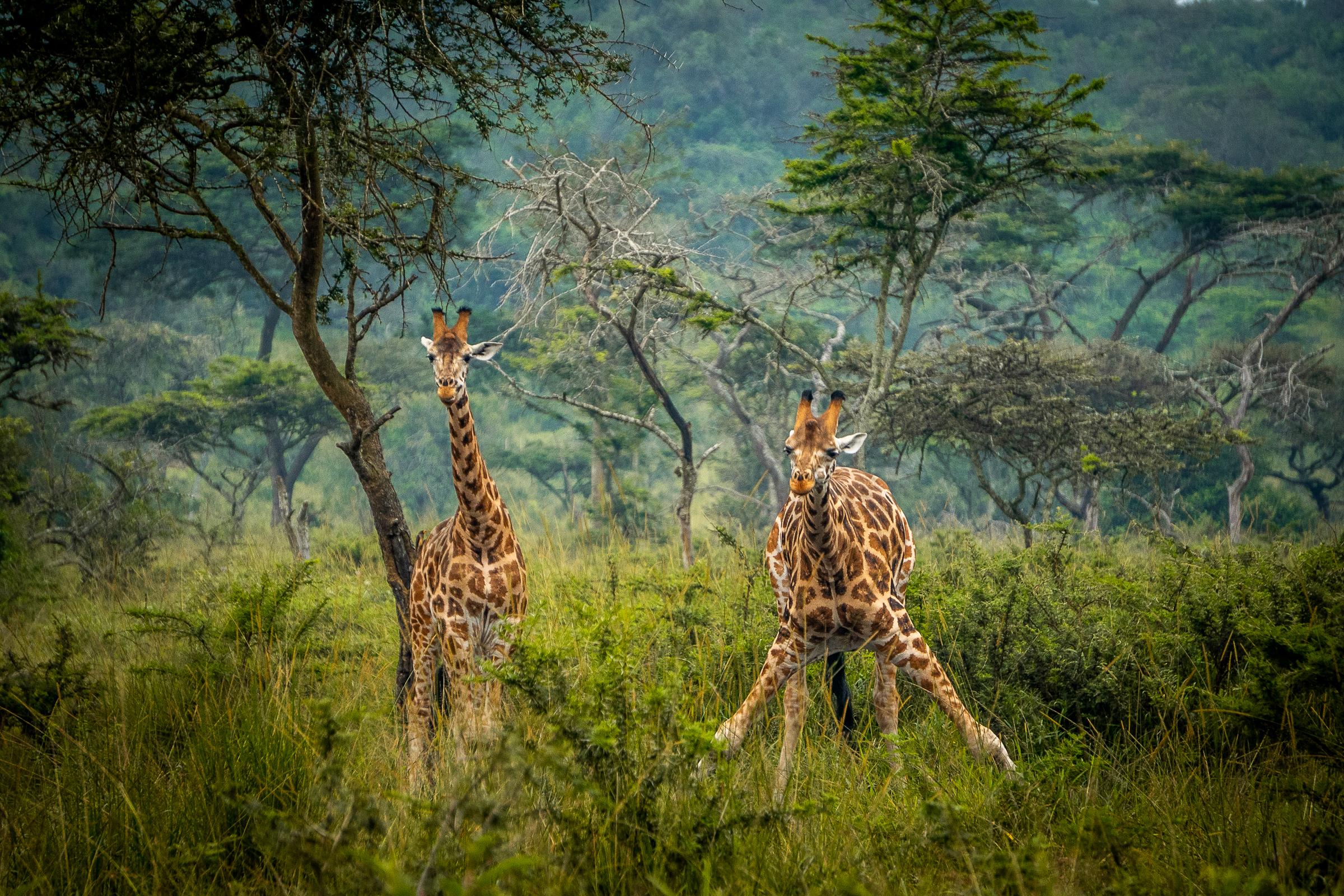 5 Days Murchison Falls and Gorilla Trekking