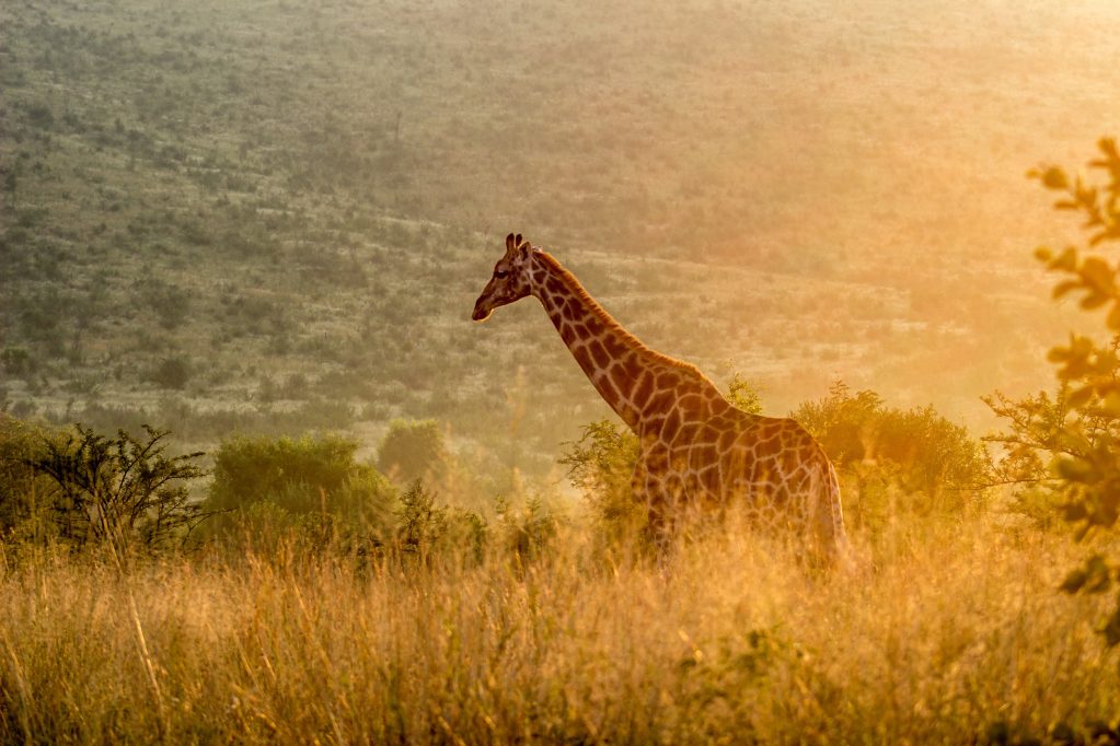10 Reasons to Visit Murchison Falls National Park