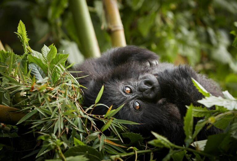 Best Month to Trek Gorillas in Uganda (2026 Guide)