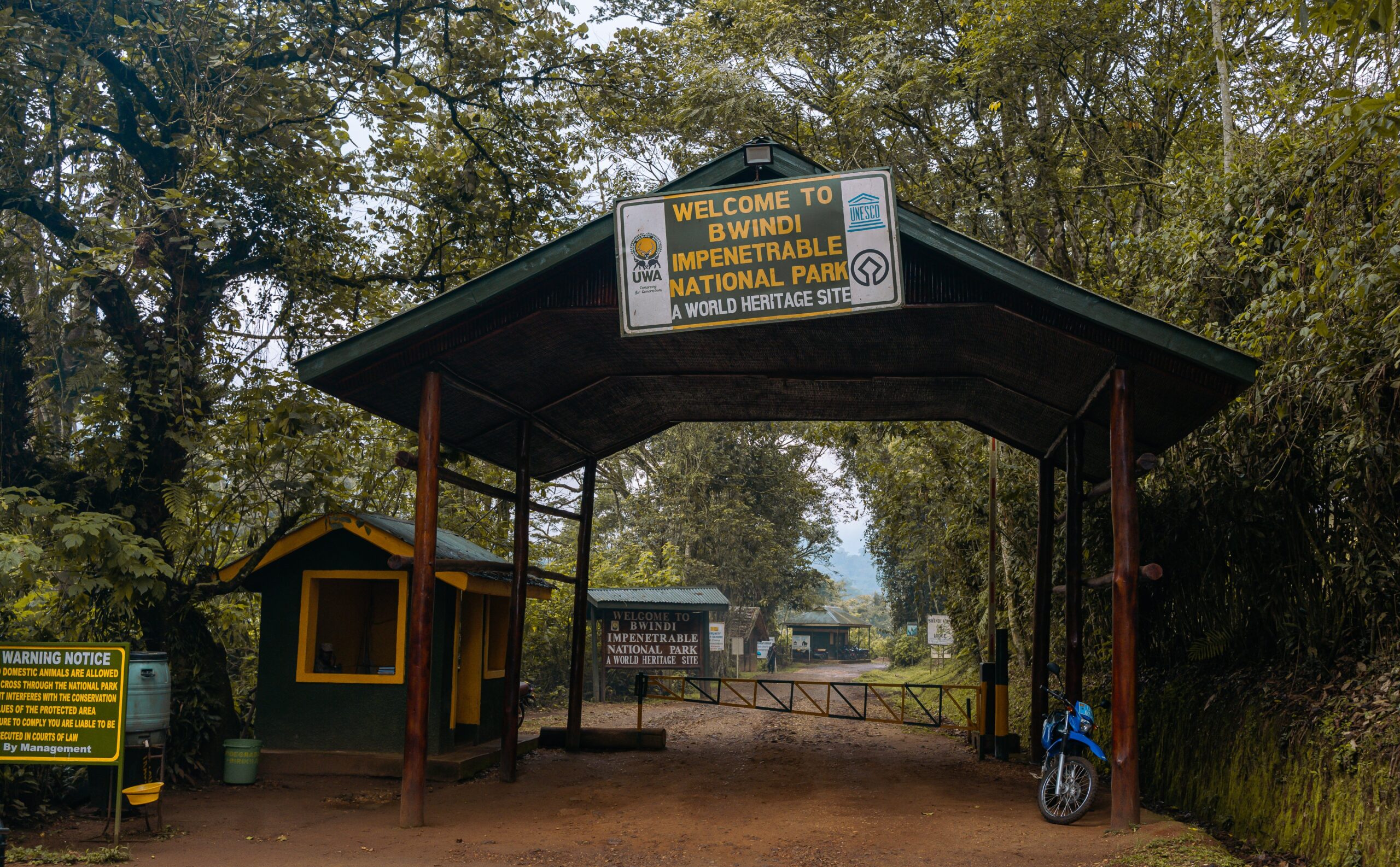 Best Month to Trek Gorillas in Uganda (2026 Guide)