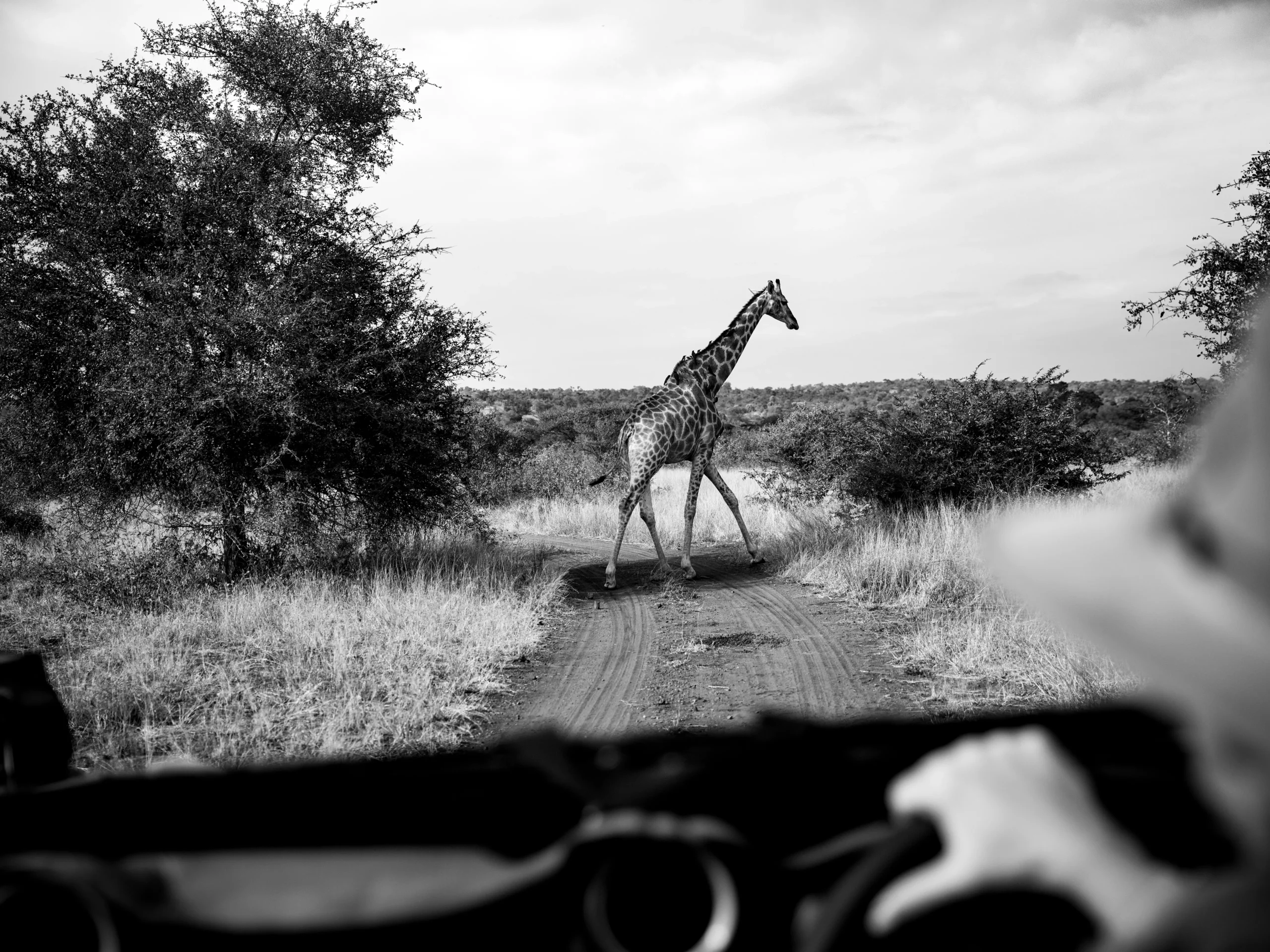 7 Days Uganda Safari from Kigali