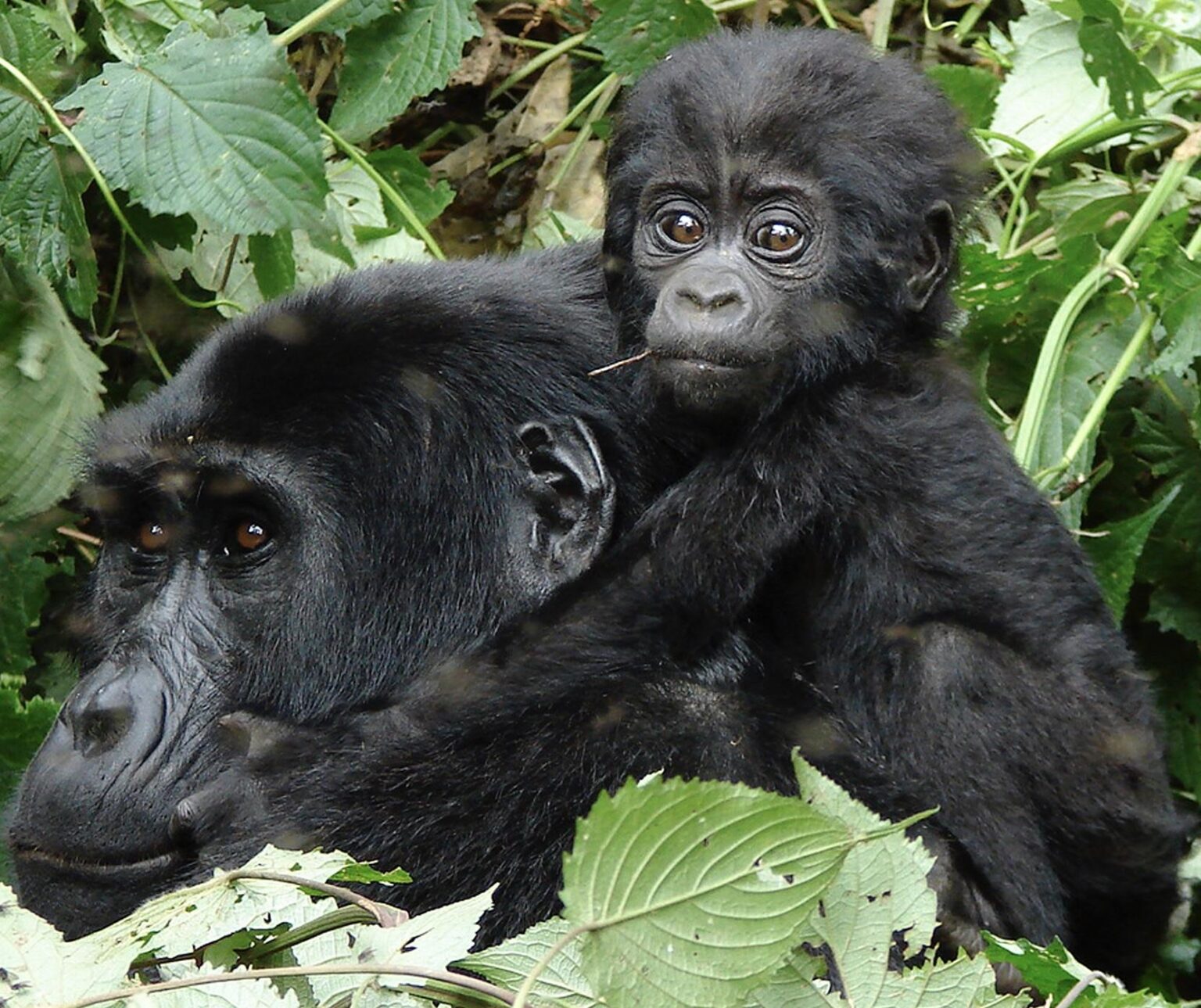  History of Bwindi Impenetrable National Park