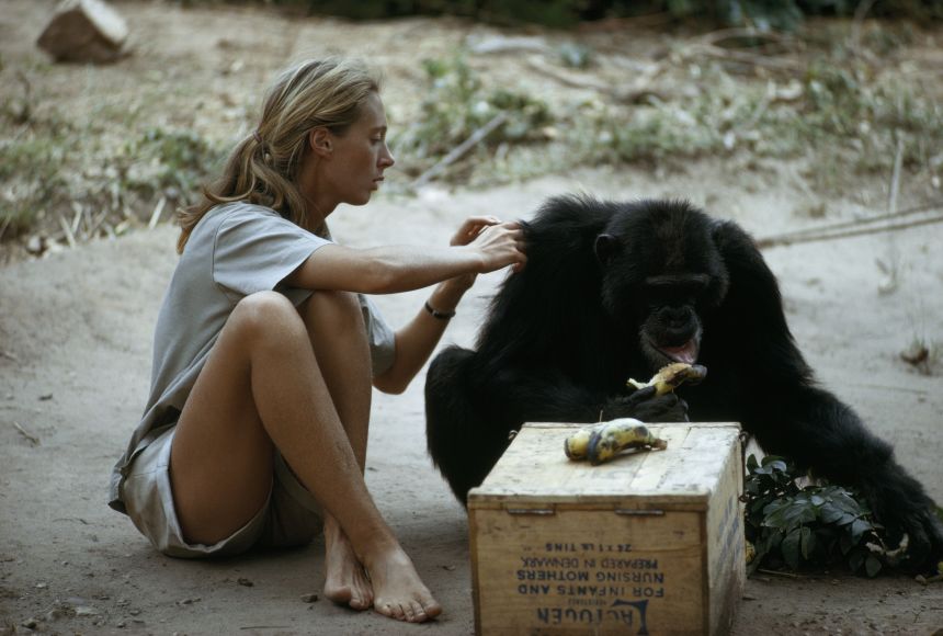 Jane Goodall