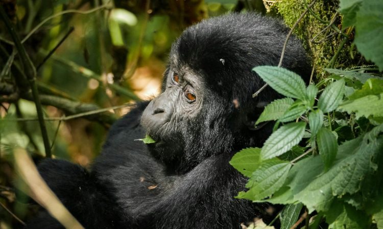 11 Days Uganda Safari