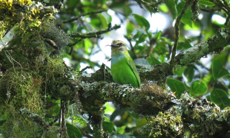 Why Bwindi Should Be in Your Uganda Safari Itinerary
